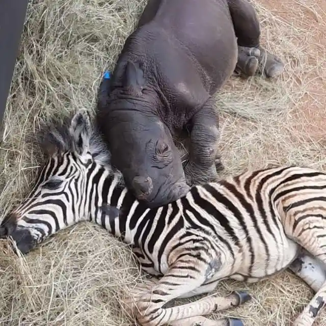 The Incredible Friendship Between A Baby Zebra And An Orphaned Rhino Calf