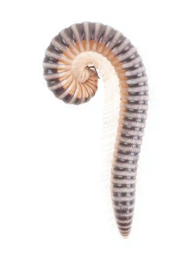how-many-legs-does-a-centipede-really-have-bimbambam