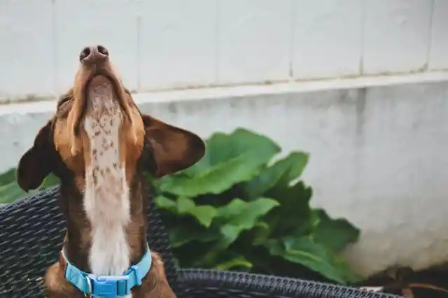 The Reason You Should Never Interrupt Your Dog Sniffing When Out Walking
