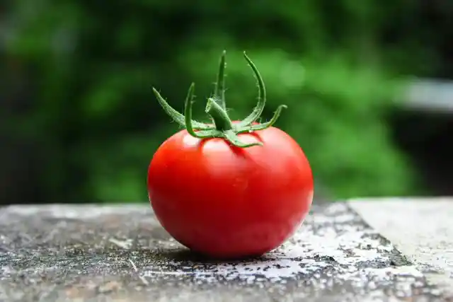 The Pros And Cons Of Feeding Your Dog Tomatoes