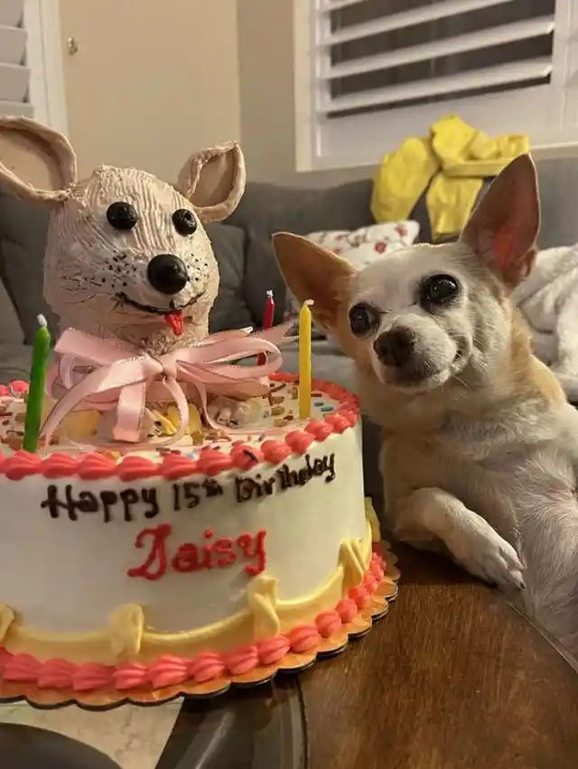 Little Dog Is So Grateful Her Family Threw Her A Birthday Party