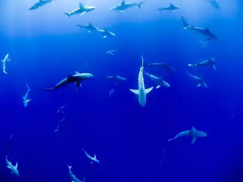How are Sharks Vital to our Oceans?