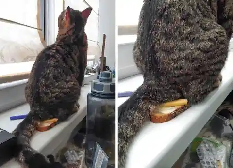 30 Photos That Prove Cats Are Adorable Pranksters