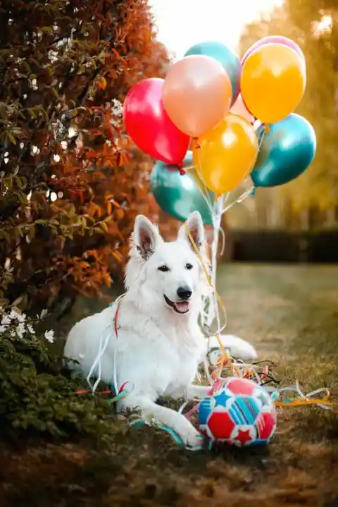 5 Tips To Celebrate Your Dog’s Birthday In Style