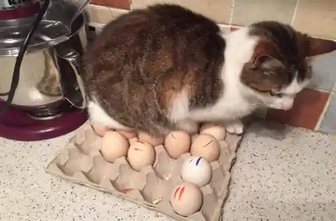 30 Photos That Prove Cats Are Adorable Pranksters