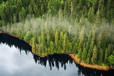 Wo befindet sich der größte Wald in den USA?