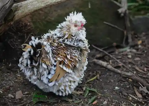 These Could Be The Fanciest Chickens On Our Planet