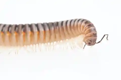 How Many Legs Does a Centipede Really Have?