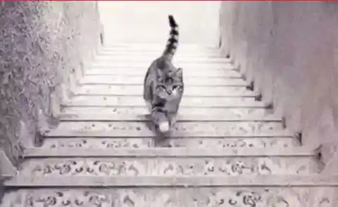 Is the cat going up the stairs or down the stairs?