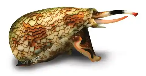 The Cone Snail is the Most Surprisingly Dangerous Animal in Our Wilderness